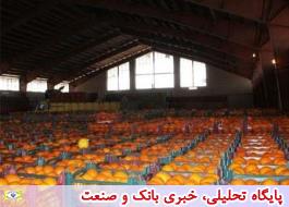 ذخیره 500 هزار تن پرتقال در سردخانه های مازندران